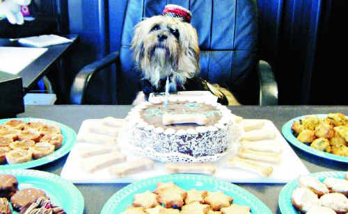 Jackson presides over a celebration to mark his first birthday at Puppy Play Care, Noosaville. Jackson presides over a celebration to mark his first birthday at Puppy Play Care, Noosaville.